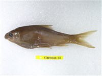 藏品(高身鏟頜魚)的圖片